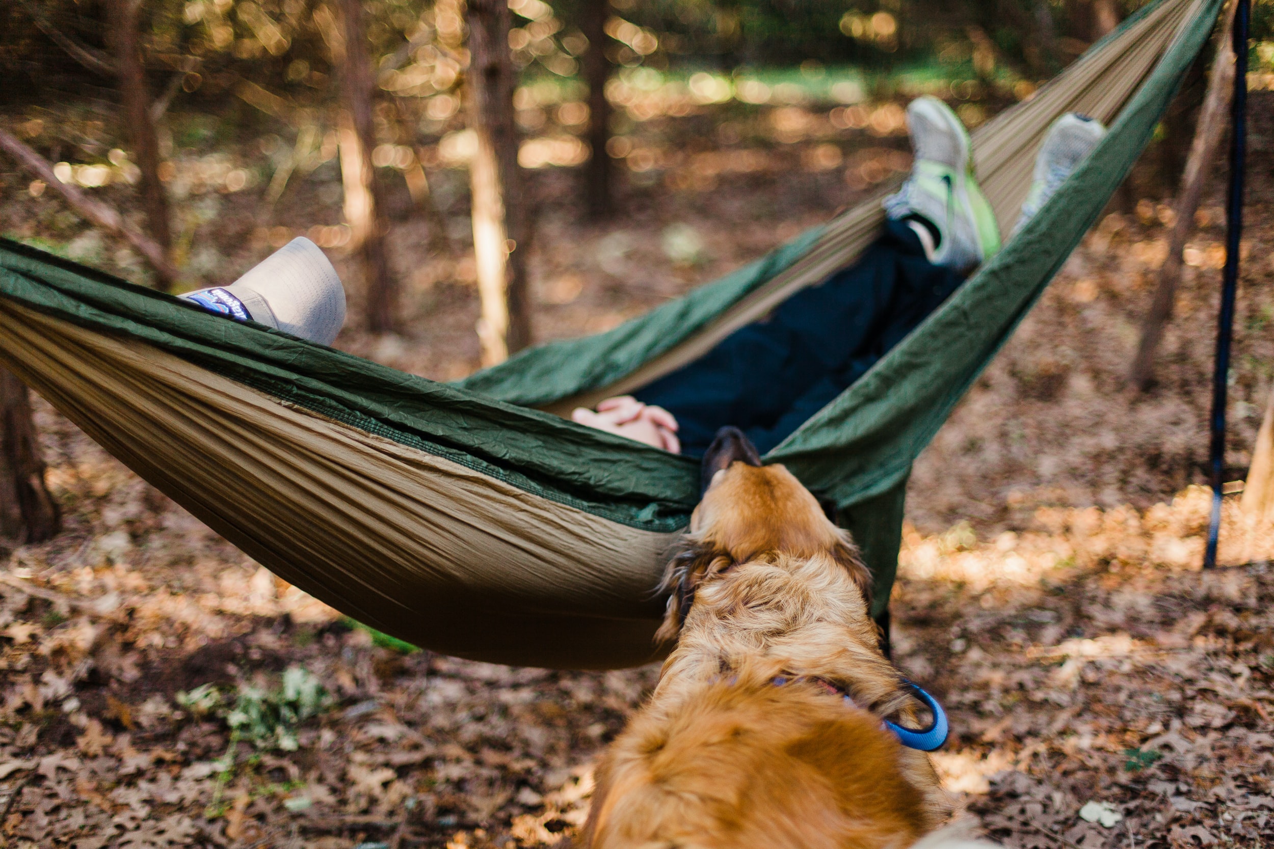 someone relaxes in a hammock between two trees with a dog by their side